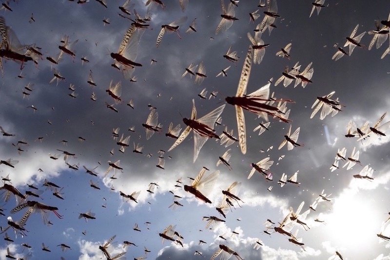 أسراب جراد “تزور” مناطق في الجنوب المغربي‬