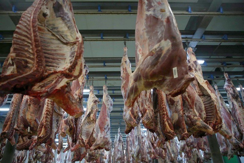 “العدل الأوروبية” تدعم صعق الحيوان قبل الذبح