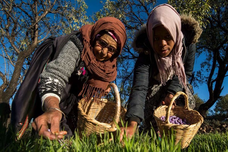 زراعة “الزعفران الحر” تنعش معاملات التعاونيات الفلاحية في أزيلال