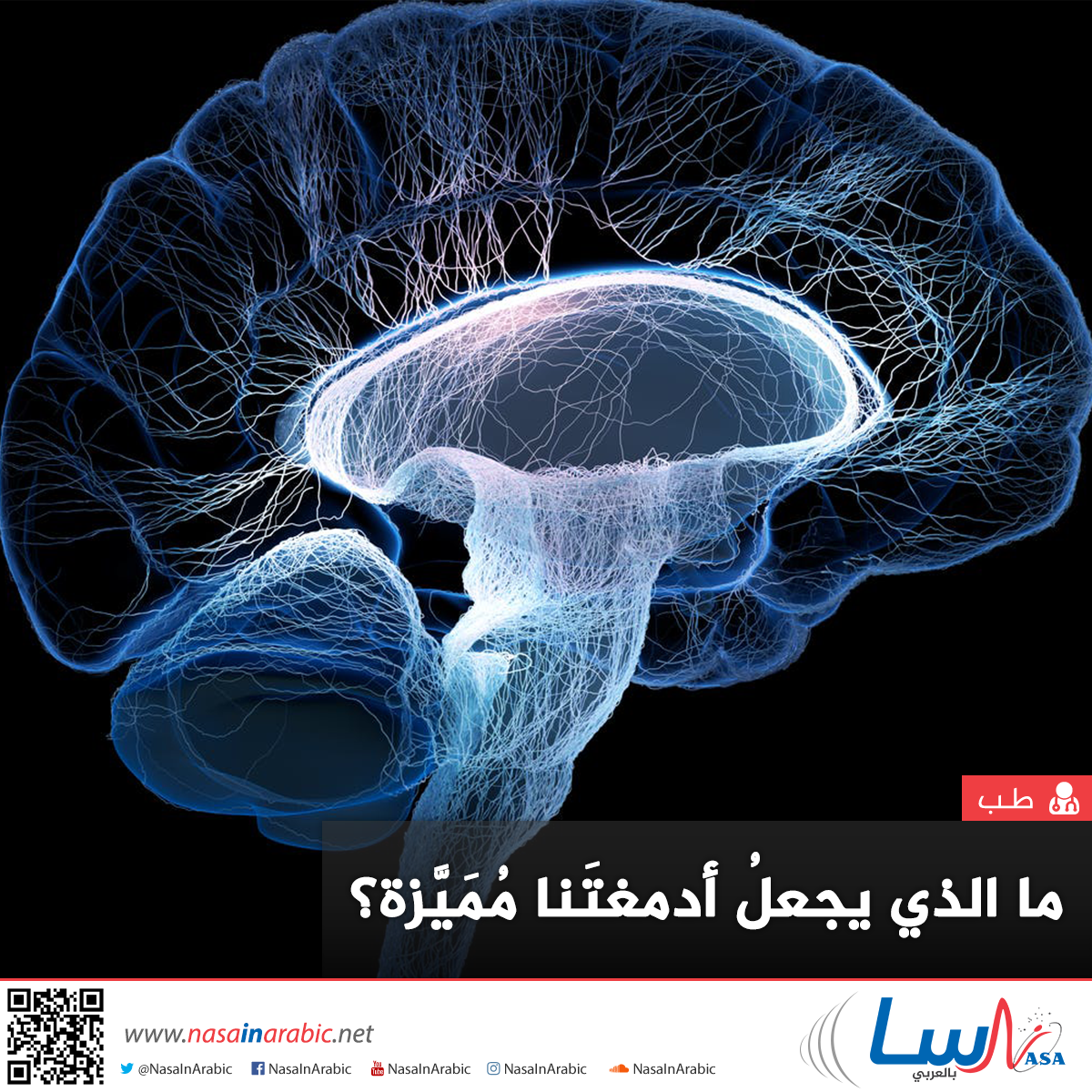 ما الذي يجعل ادمغتنا مميزة عن باقي الكائنات الحية؟