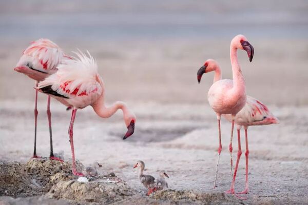 آتينبارا: “البشر يدمرون كوكبنا المثالي”