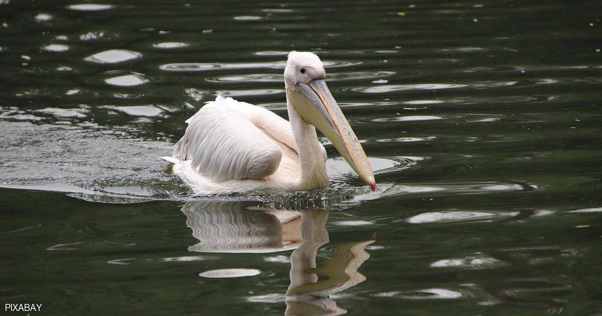 إنفلونزا الطيور تجتاج محمية طبيعية في موريتانيا