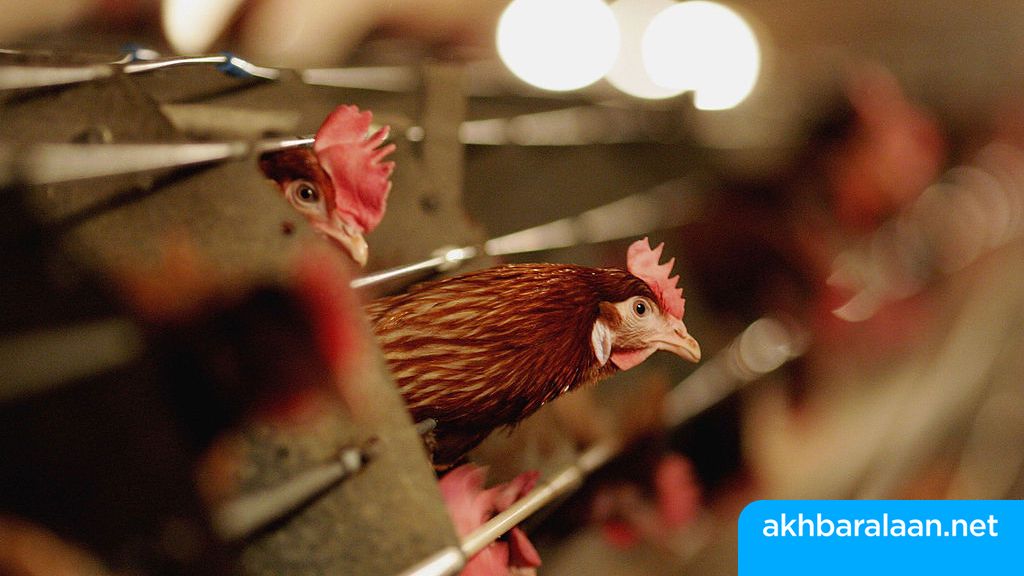 الإمارات تحظر استيراد الطيور الحية والبيض من بريطانيا وهولندا