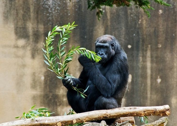 بعد البشر .. كورونا يوسع إنتشاره بين الحيوانات