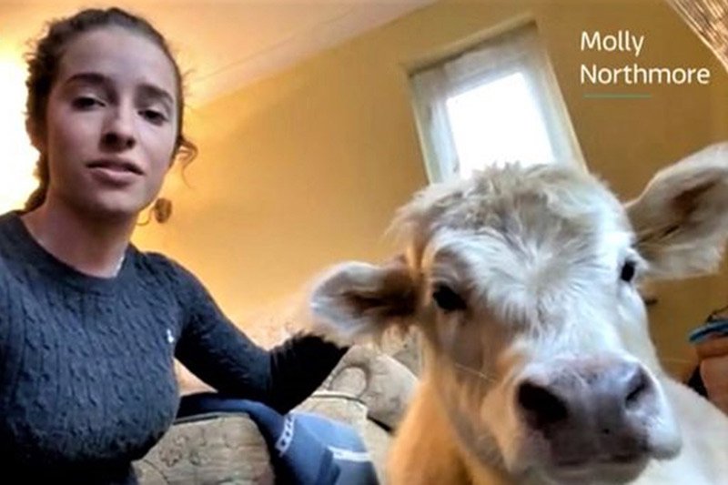 عائلة تسمح لعِجلة بالنوم في المنزل ومشاهدة التلفاز