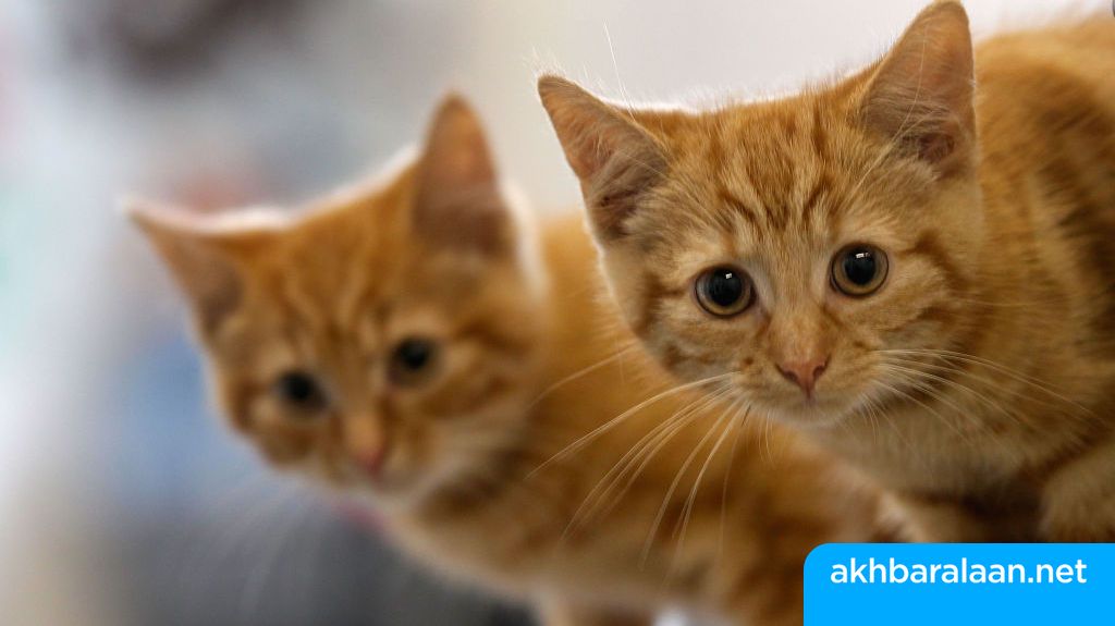 كورونا والحيوانات.. علماءٌ يطالبون بتوفير لقاحات ضدّ الفيروس للكلاب والقطط