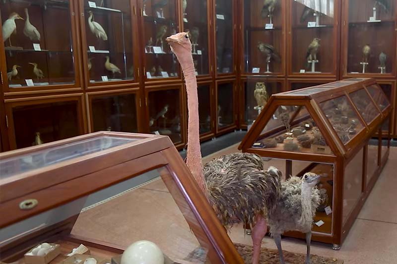 متحف الحيوانات بالرباط