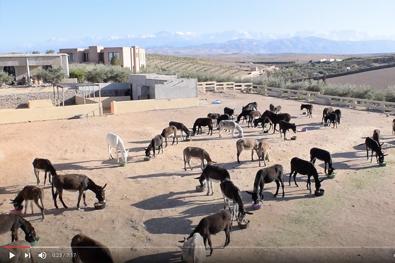 ملجأ الحمير والبغال بالحوز