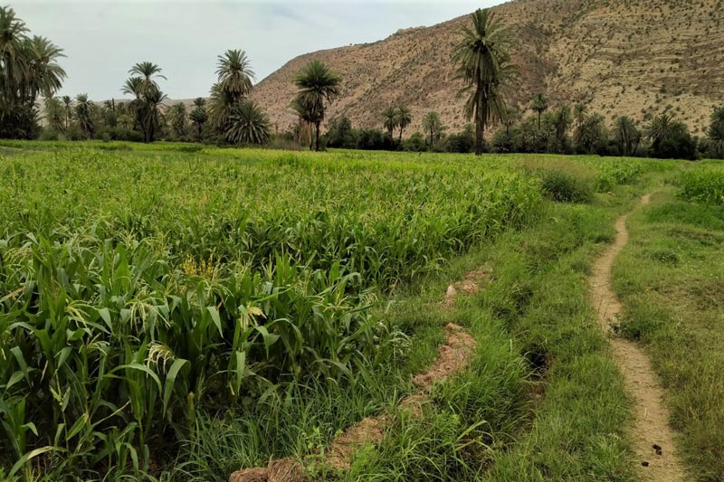 واحات اشتوكة آيت باها .. مؤهلات طبيعية تتطلع إلى السياحة المستدامة