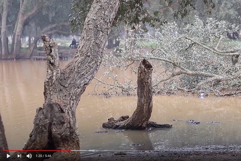 التدمير يهدد غابة المعمورة