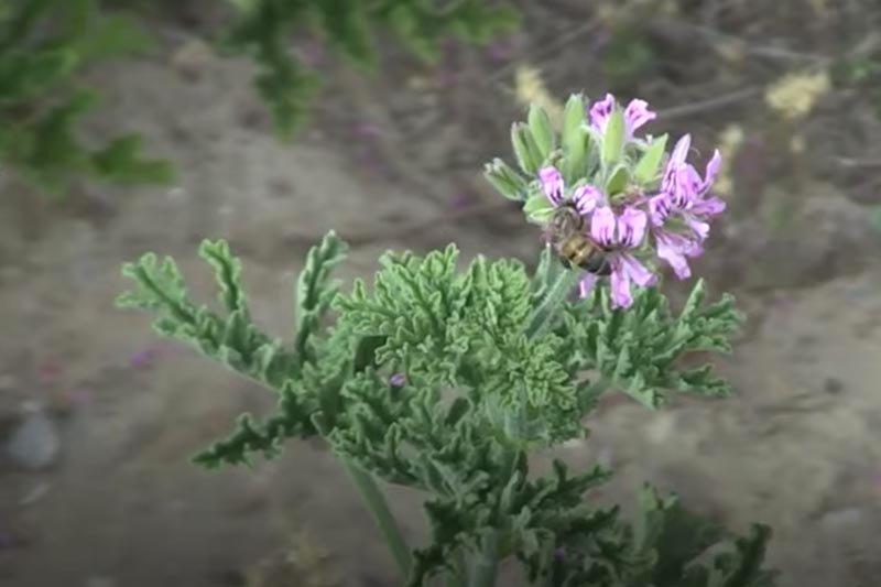 تثمين النباتات العطرية والطبية