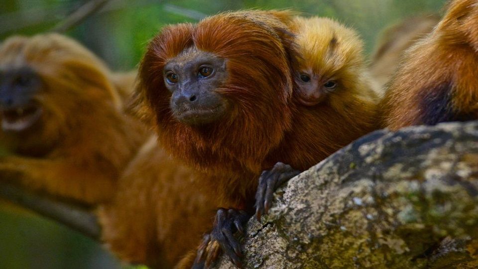 خوفاً من تفشي وباء جديد.. خطة لتطعيم 500 من قرود الأسد الذهبي في البرازيل