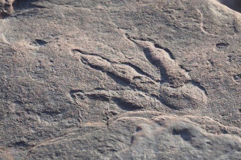  طفلة تكتشف أثر قدم ديناصور في شاطئ