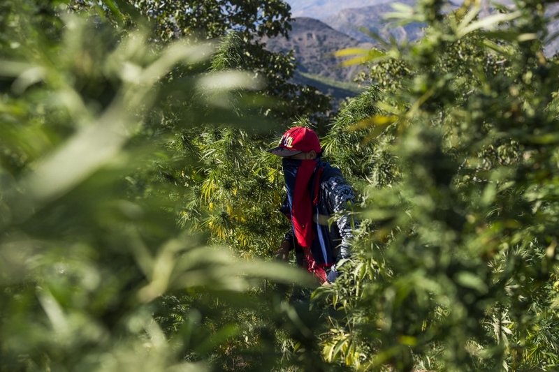 غرامات مالية وعقوبات سجنية تردع مخالفي “قانون الكيف” في المغرب