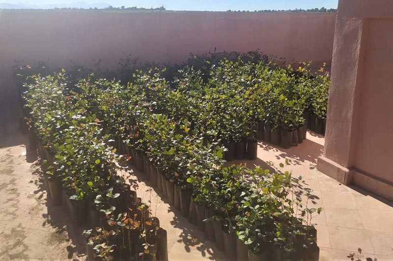 ‏”إغرم الأخضر” تطلق حملة تشجير في إقليم تزنيت