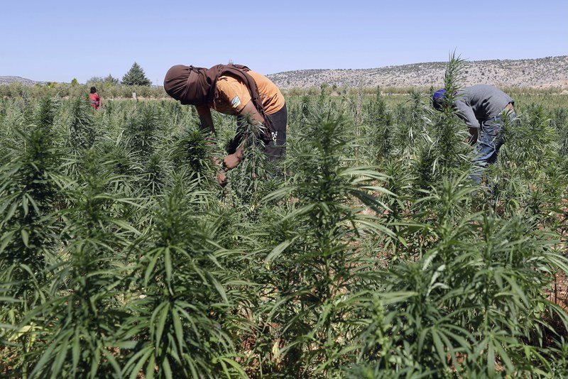 آلاف المزارعين في الشمال يأملون كسر العزلة بتقنين “القنب الهندي”