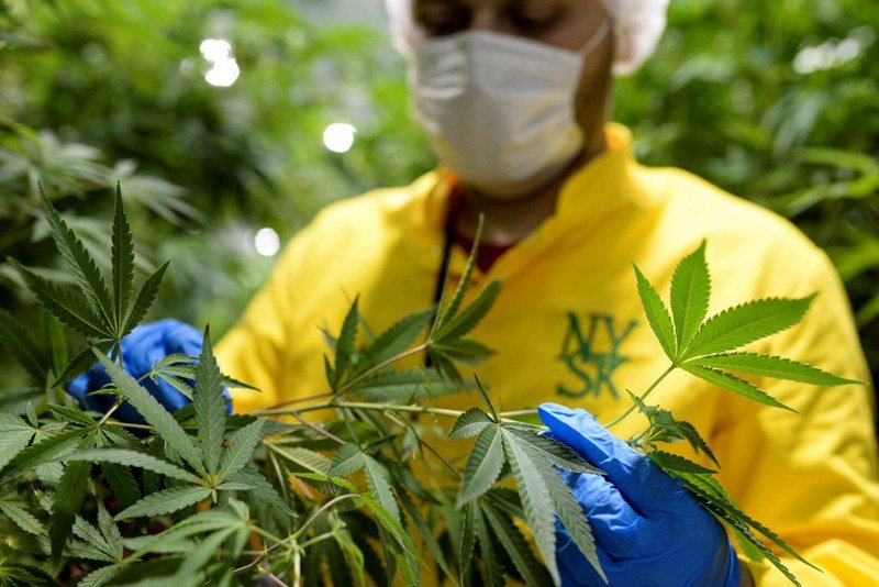 إخراج المنتوج المغربي من “اقتصاد الظل” يشجع تقنين استعمالات الكيف