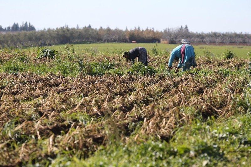 التساقطات المطرية تنهي أثر “السنوات العجاف” على الموسم الفلاحي