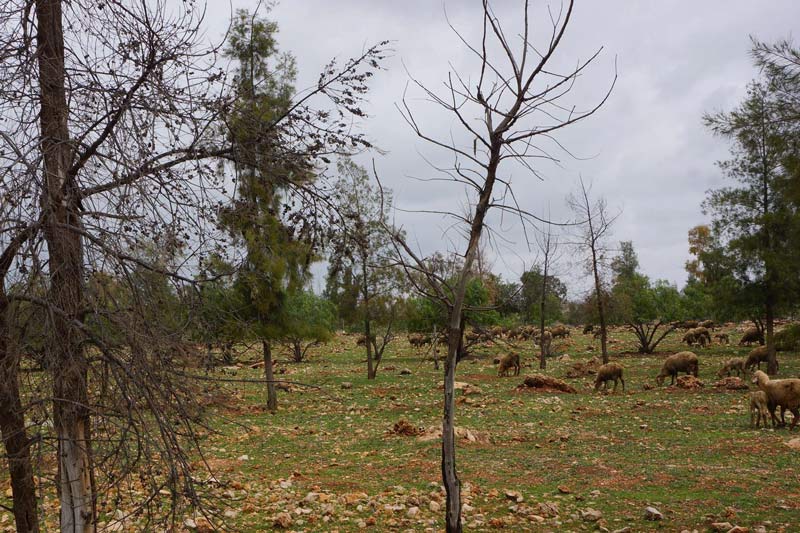 الرعي الجائر يهدد الحزام الأخضر بجماعة أكواوش