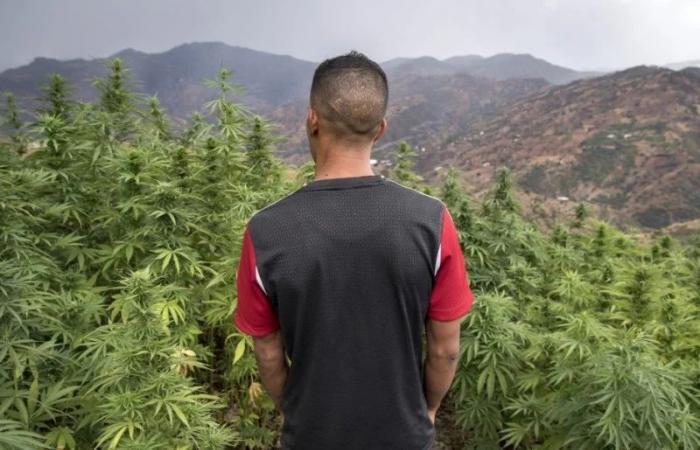 النقاط الأساسية حول مشروع قانون الاستعمالات المشروعة للقنب الهندي