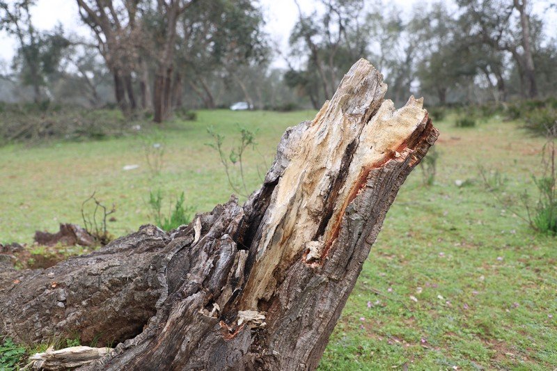 انتشار المشاريع الإسمنتية بمدينة القنيطرة يهدد مصير غابة المعمورة