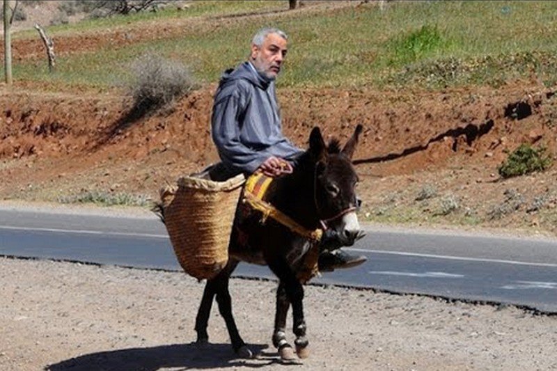 بنكيران و”سياسة ما بين البغل والحمار”