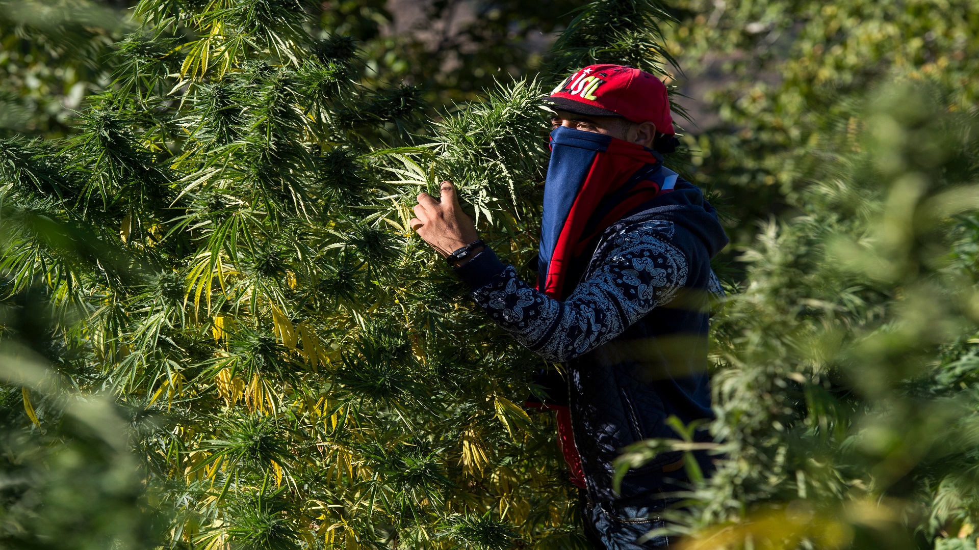 تاونات تحتضن لقاءً تواصلياً لشرح وتبسيط مقتضيات مشروع قانون الاستعمالات المشروعة للقنب الهندي