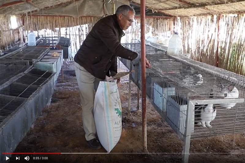 تربية الأرانب في خنيفرة