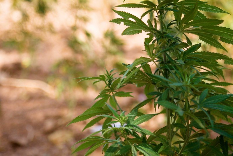 تقنين استعمال “القنب الهندي” لأهداف طبية يتيح للمغرب فرصا واعدة