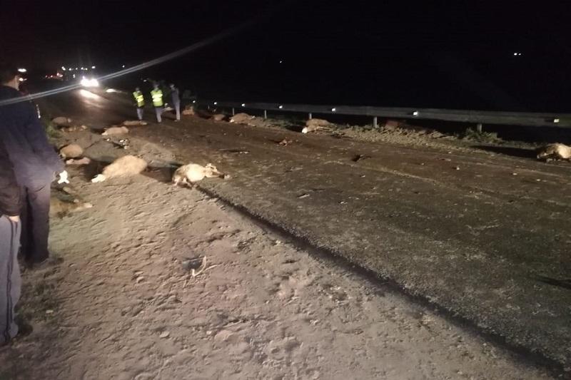 حادث يخلف جريحة ونفوق 26 خروفا قرب خريبكة