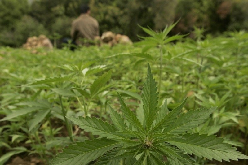 فرص اقتصادية واعدة تنتظر الاستعمال المشروع لنبتة “الكيف” بالمغرب