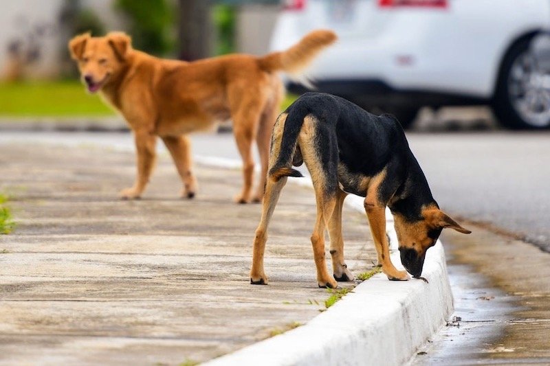 كلاب ضالة تسيطر على شوارع وأحياء المحمدية