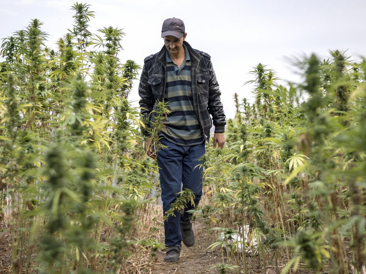 هل يتيح استعمال القنب الهندي لأهداف طبية فرصا واعدة للمغرب ؟