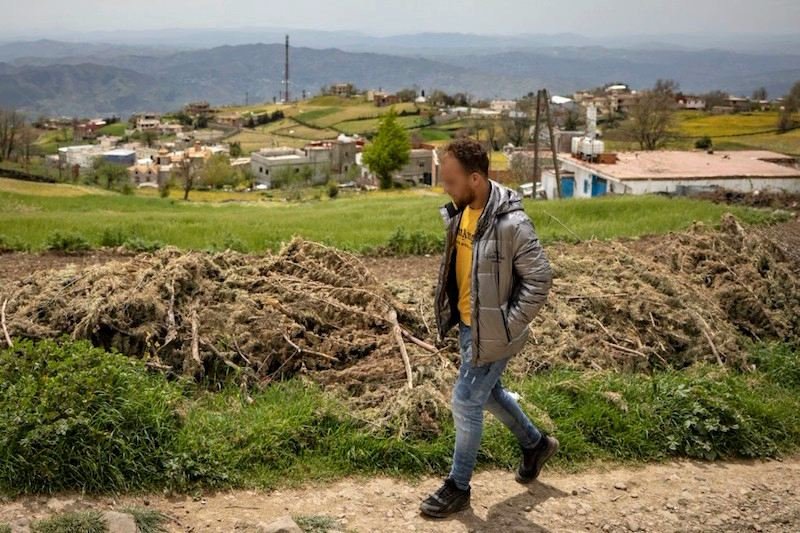 أبرز مطالب مزارعي القنب الهندي لتقنين “الكيف”