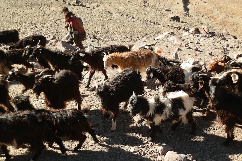 “البام” يعالج النزاع مع الرحل في جهة سوس‬