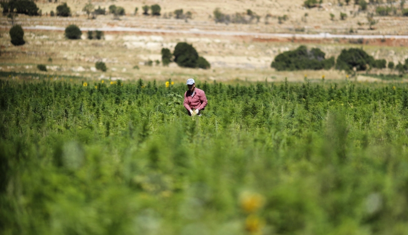 البّجيدي يَخرجُ خاوي الوفاض من مَعركته ضدَّ تَقْنين القنَّب الهندي