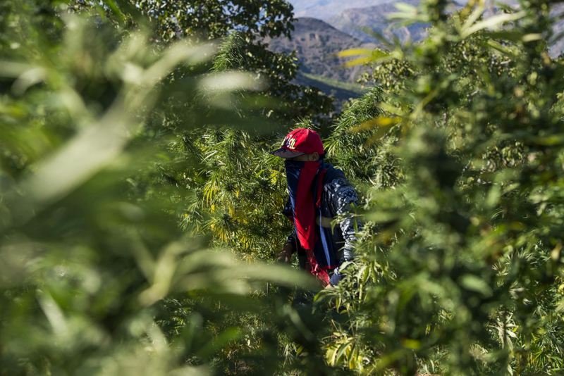 رصيف الصحافة: “القنب الهندي” يدر على المزارع 170 ألف درهم سنويا