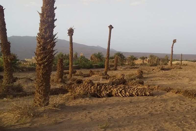 فاعلون يطالبون بإنقاذ الواحات في الجنوب الشرقي