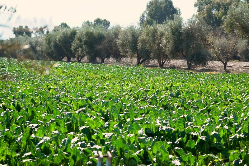 لجنة تقنية تحصي إنجازات تنفيذ الاستراتيجية المغربية للتنمية الفلاحية