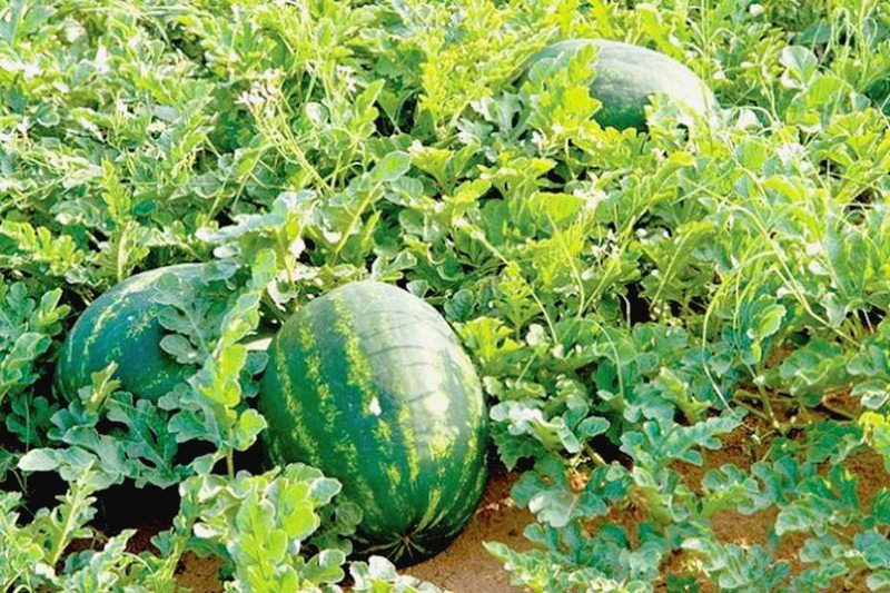 “أونسا” يؤكد سلامة “الدلاح” بغياب الملوثات