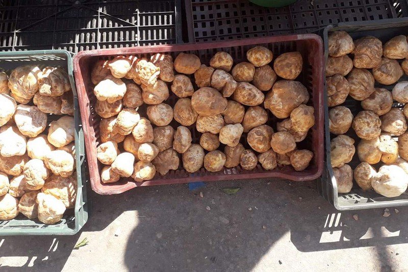 إصدار جديد يستعرض أنواع “الترفاس” بالمغرب