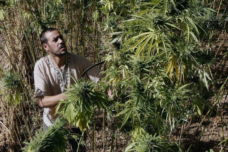 الداخلية تحرج “البيجيدي” بدراسة جدوى تقنين “الكيف” لأغراض مشروعة