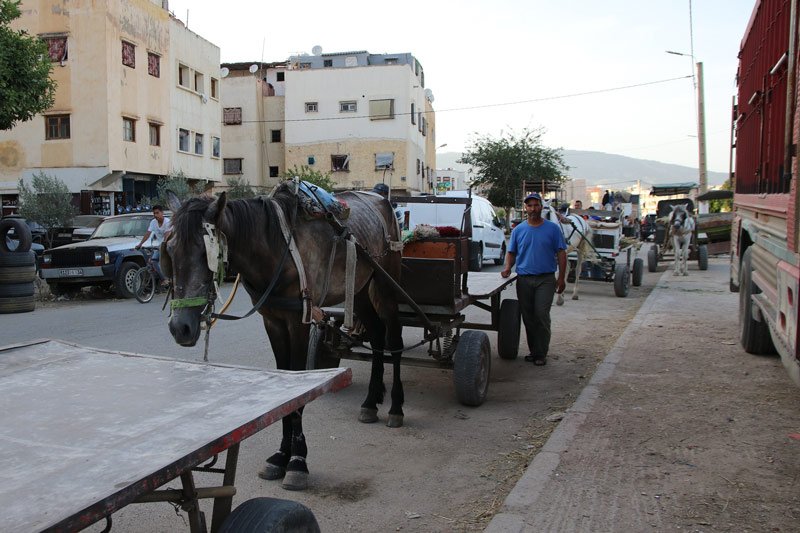 “الكروسة”.. عربة مجرورة تقاوم التمدن بأحياء بنسودة في مدينة فاس