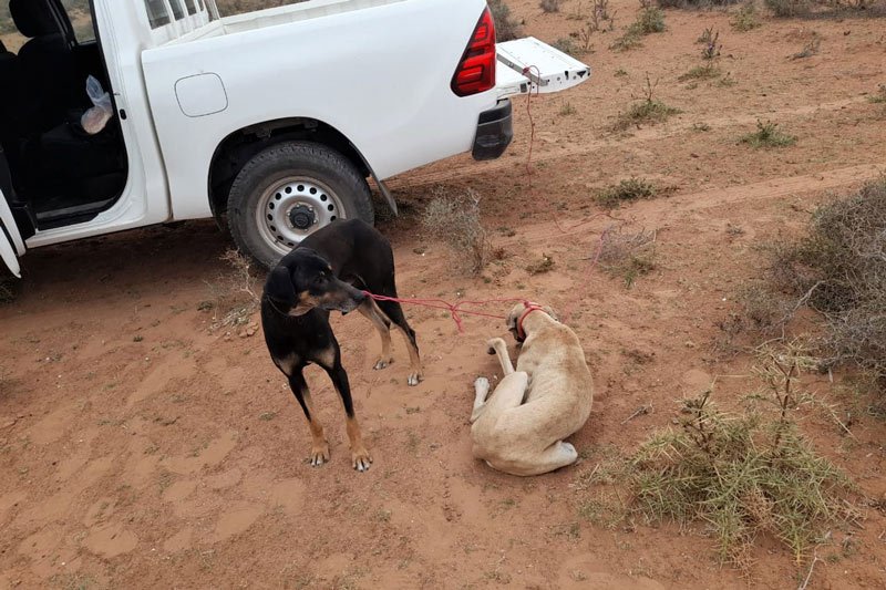 “المياه والغابات” تحارب القنص الجائر في تزنيت