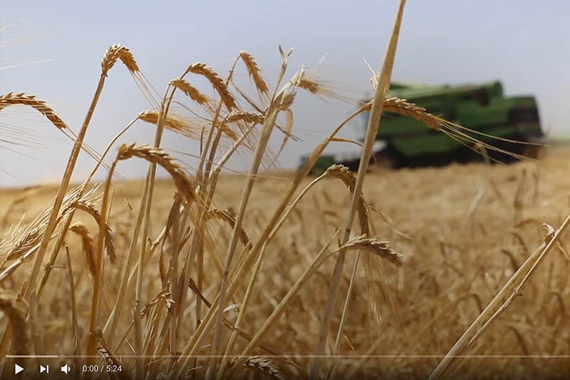 بدء موسم الحصاد