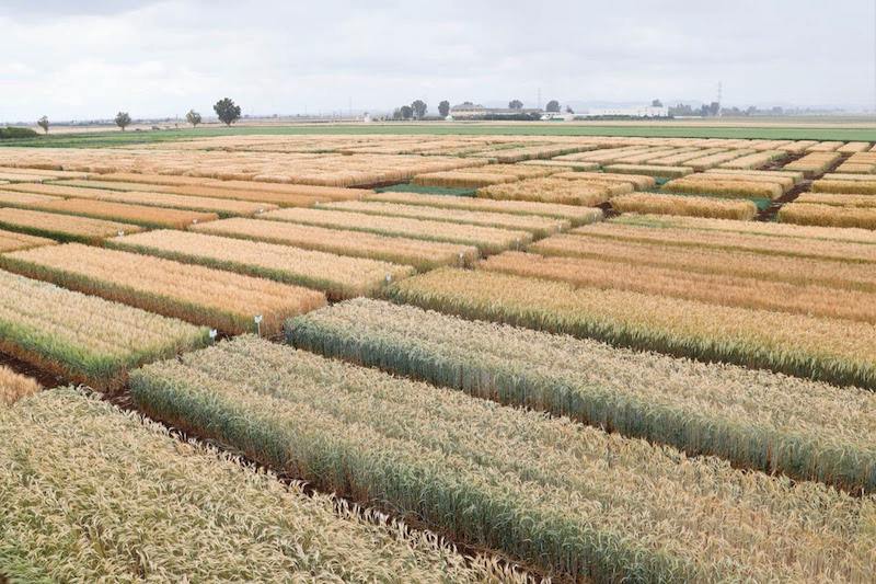 تجارب تقنية “الزرع المباشر” ترفع المردودية وتخفض تكاليف الفلاحين