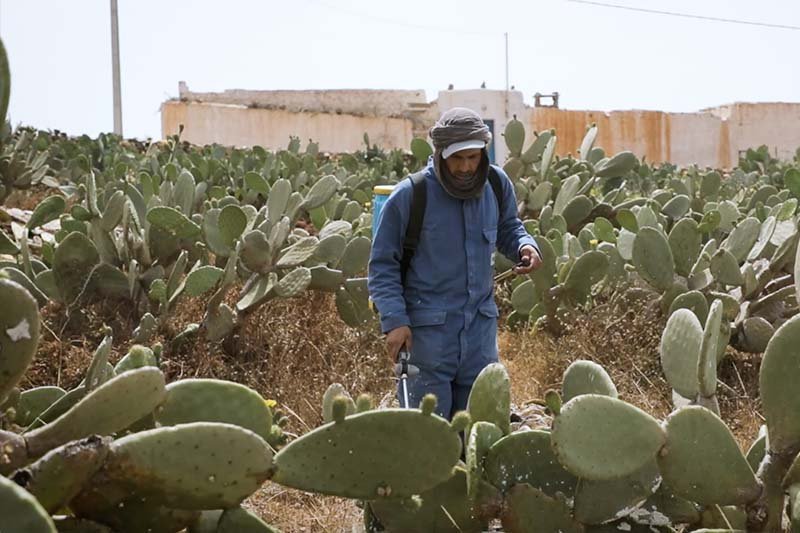 جهود محاربة الحشرة القرمزية