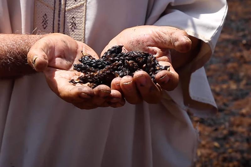 حريق يلتهم محاصيل زراعية