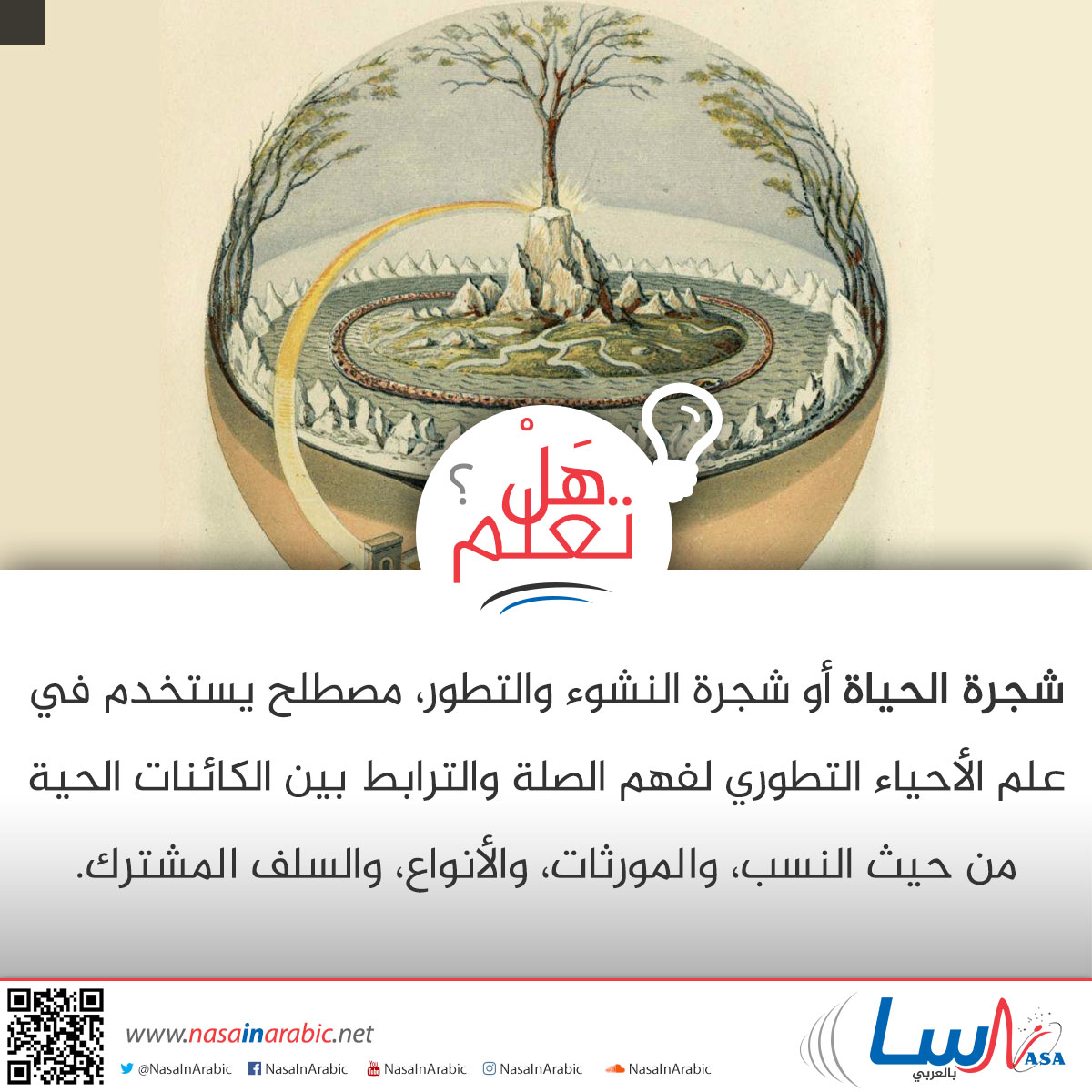 شجرة الحياة