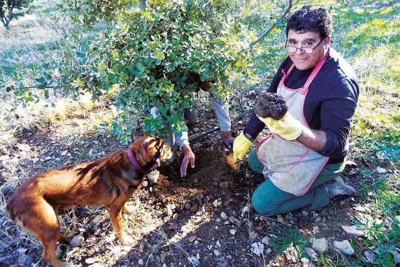 طبيب ينقل الكمأ الأسود من فرنسا إلى المغرب